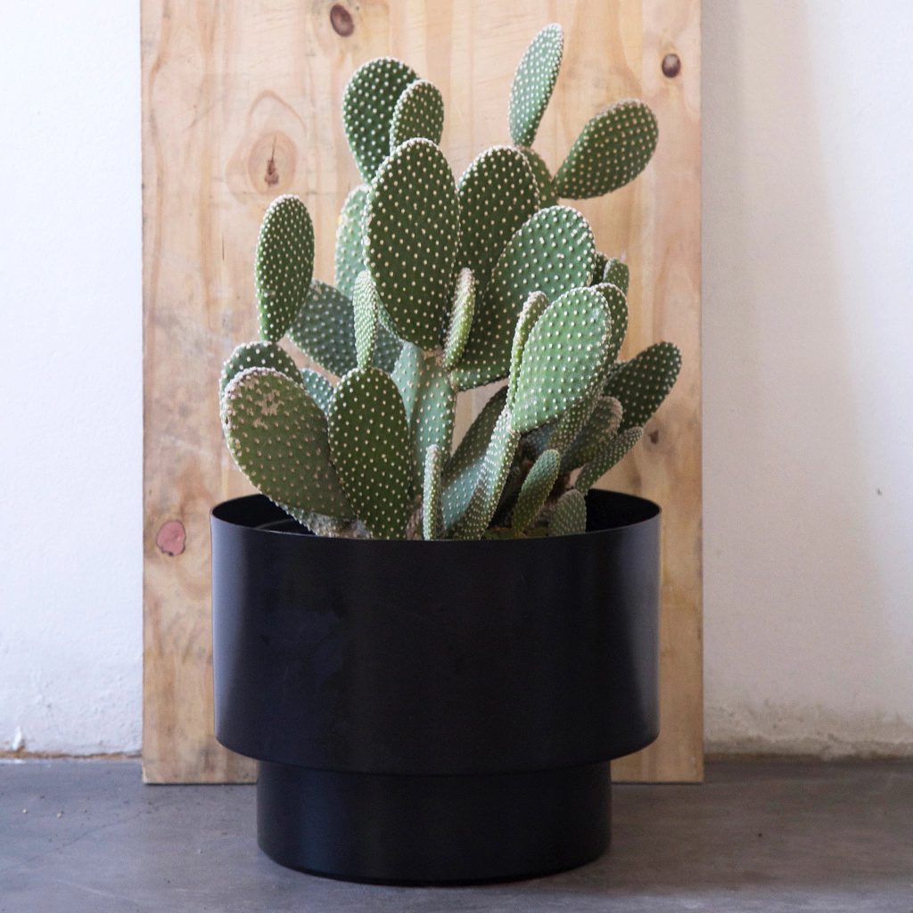 rhoda3_plato_tienda-ee742555c3278b46f717108688553505-1024-1024 rhoda3_plato_tienda-ee742555c3278b46f717108688553505-1024-1024